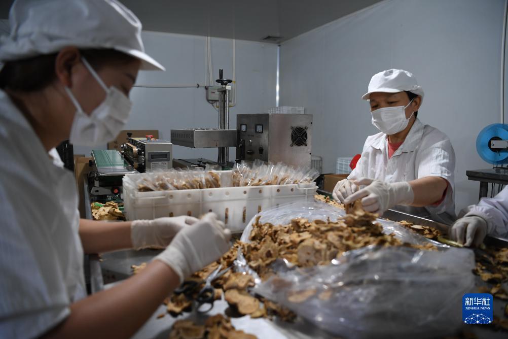 大白菜真正官网